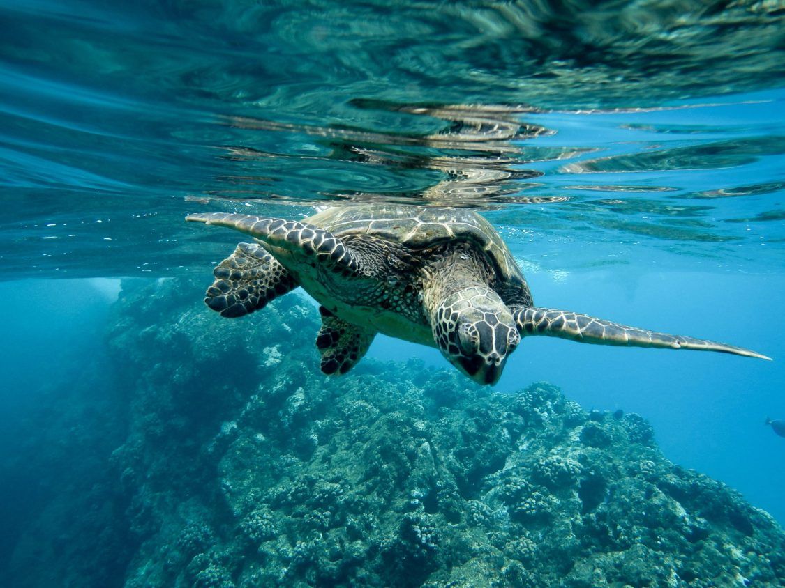 A sea turtle swims underwater above a coral reef in clear blue ocean water.